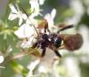 Ichneumon suspiciosus